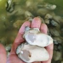 파랑새굴수산