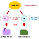 유전자 치료, 광면역 치료, 시스&amp;리포요법(리포솜화 항암제), TACE(나노 카테터에서 암 조직 근방 투여) 조합한 통합 암 치료 이미지