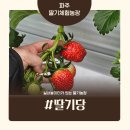 정해농장 | 파주 딸기체험농장, 실내놀이터가 있는 딸기따기체험. 비추천 후기