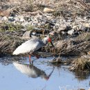 우포 따오기 구조 치료센터 이미지