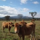 성미목장 이미지