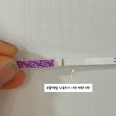 시약 | 대구미라클여성의원 배란유도 2차 | 오비드렐 난포주사 12~15일차 슈얼리 시약선 후기
