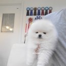 안다켄넬 이미지