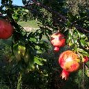 탑리농장 이미지