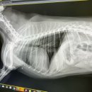 로얄동물메디컬센터 강동 이미지