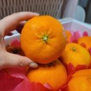 농수산특산품판매 | 명절선물 설선물세트 추천 제주감귤, 레드향은 제주새나감귤에서