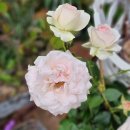 스텔라의 행복정원 이미지