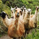 알파카(ALPACA)