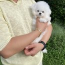 베베토이