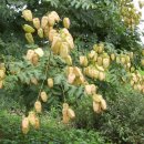 금빛농원 이미지