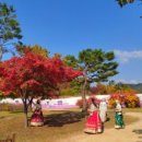 은행나무로(송현동) 이미지