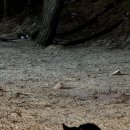 솔밭 | 태안 만리포 솔밭 수련원 캠핑장_극성수기에도 전세캠 가능한 조용한 캠핑장 추천