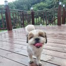 장군차산들농원농업회사법인(주) | 부산근교 경남김해 장군차 산들농원(반려견동반)카페 찐 힐링하고 왔어요