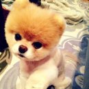 귀여운 강아지 이미지