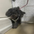 [실종신고]강아지를 찾습니다. 충북 청주시 월오동 상당경찰서 부근 이미지