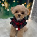 도그 살롱초코 이미지