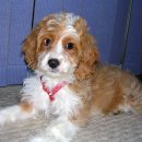 푸들푸들 이미지