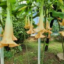 학동초등학교 이미지