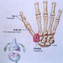 인체해부도(골격) 이미지