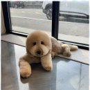 오쿠숑 이미지