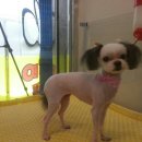 초롱이 애견 미용샵 이미지