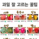 자연과일야채