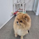 곰돌이 | 인천 남동구 &#34;도그도담&#34;포메라니안 짧은 곰돌이 컷 후기~^^