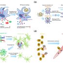 Re: 세포장례식(efferocytosis) 그리고 자가면역 질환.. 2021년 이미지