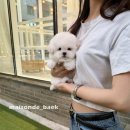 메종드퍼피 이미지