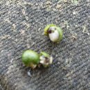 북동농원 이미지