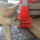 총각네 강아지 이미지