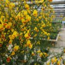 소금꽃정원 이미지