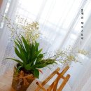 환타지아 이미지