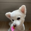 츄이스 이미지