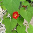 자연동화 이미지