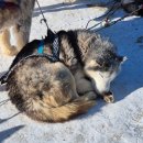 전통문화 신나게 놀아보세 | 몽골에서 만난 모든 동물들 방카르 마눌고양이 개썰매 말썰매 승마 순록 체험 후기