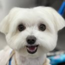 퍼피플레이스 이미지