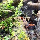이끼핀나무