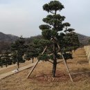 으뜸장묘