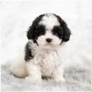 강아지놀이터 이미지