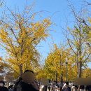 강천교 | 단풍 명소 | 여주 강천섬 은행나무길🍁서울 근교 드라이브코스 데이트 가족 피크닉 추천 | 실시간 단풍
