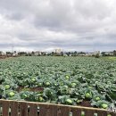 수월봉민박 이미지