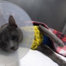 길동물병원 이미지