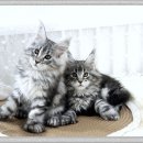 네코스토리 (서울 본점) 고양이 무료 분양 | 역삼고양이분양 여기가 답일까