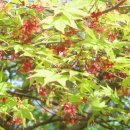 민들레화원 이미지