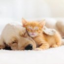 행복한동물병원 이미지