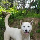 행운켄넬 이미지