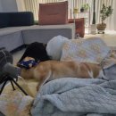 이모네 강아지 이미지