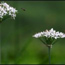 솔잎가든 이미지