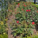 조선대(장미원) 이미지